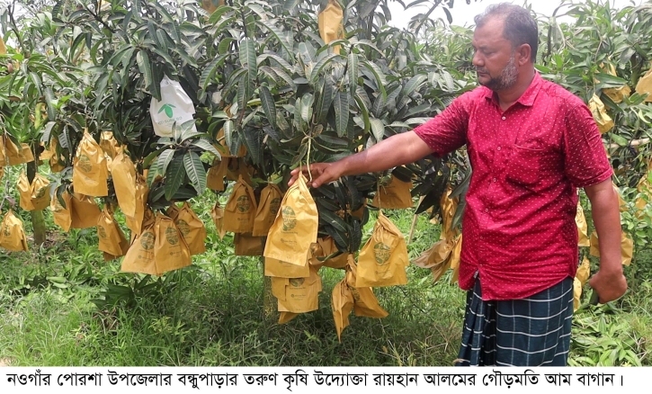 ফ্রুট ব্যাগ স্বল্পতায় দাম দ্বিগুন  নওগাঁর আম চাষীরা লাভ থেকে বঞ্চিত হবেন